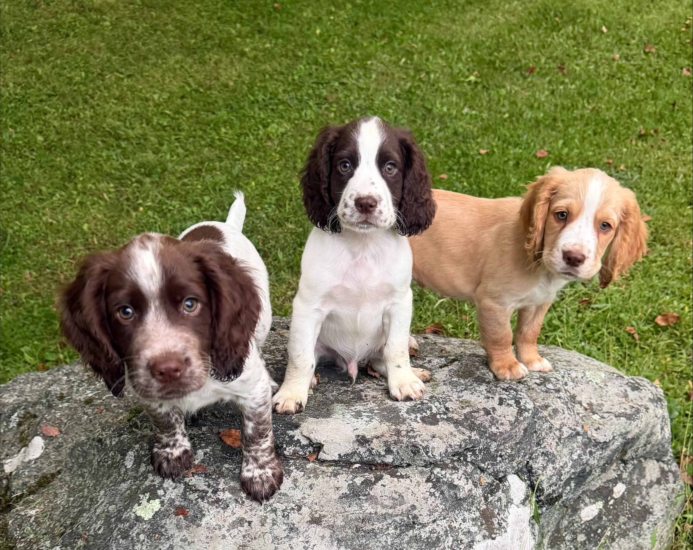pups