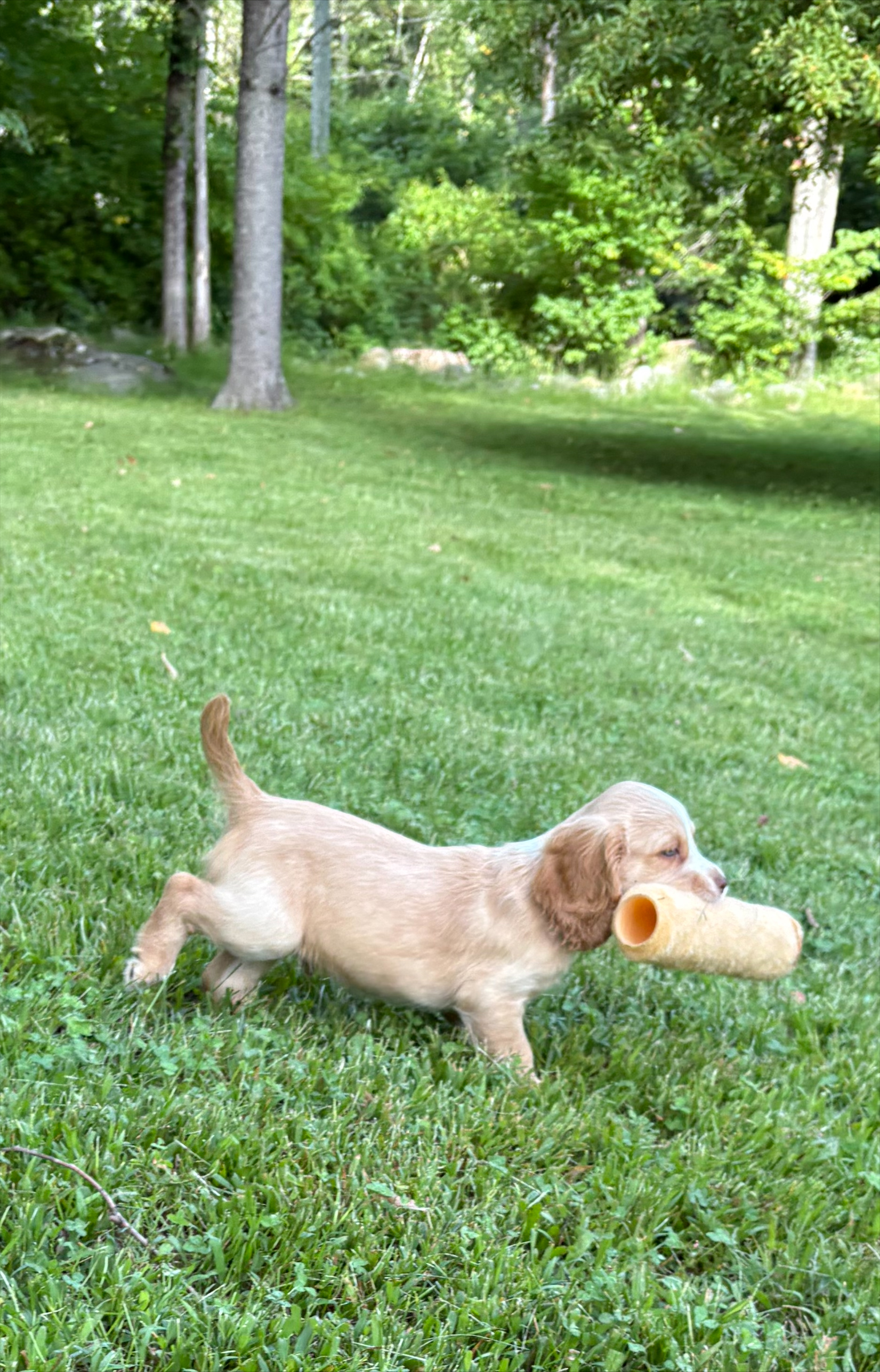 pups2
