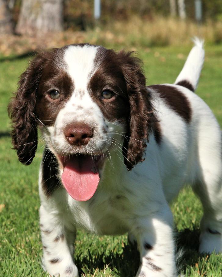 LVRpup