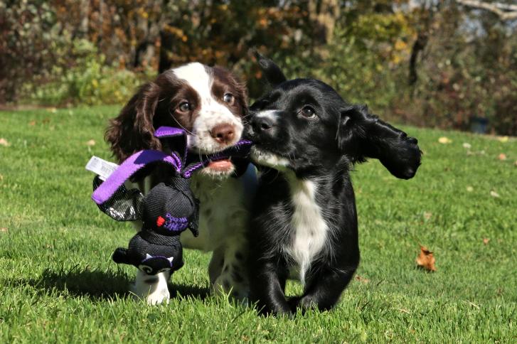 pups